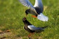 Poland, Biebrzanski National Park Ã¢â¬â pair of White-winged Black Tern birds Ã¢â¬â latin: Chlidonias leucopterus